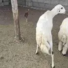 فحل مطلع رباع