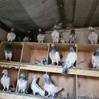 حمام باكستاني تيدي