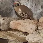 اعاقيب ابو خد اسود وشنير