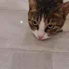 قطة أنثى للتبني