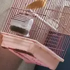 للبيع كناري اقبل البدل