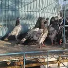 حمام باكستاني تيدي