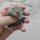 هامستر روسي للبيع