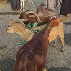 غنم ثلاث فيها السداس والجامع ثلاث تيس وخبشتين