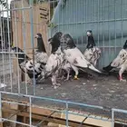 حمام باكستاني تيادي