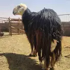 نجدي فحل يقرع