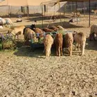 سواكن جذعان للبيع جملة