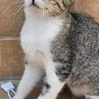 قط شيرازي للبيع