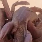 حمام المزرعة فراخ زاجل سلفر