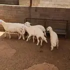 بهم للبيع العدد 3 جمله او تفريد