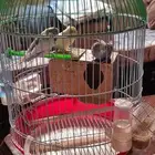 عصافير للبيع 3 عصافير
