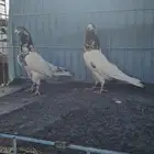 حمام باكستاني تيدي جنسرا