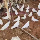 حمام فرنسى
