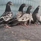 حمام باكستاني تيدي ورام