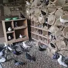 حمام هجين مصري