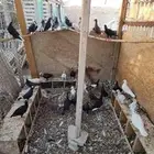 حمام زينه شرط النظافه والإنتاج