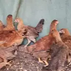 دجاج بشاير العمر