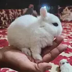 ارانب نذرلاند (قزمه)