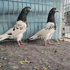 حمام باكستاني تيدي