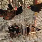 فروخ دجاج جبنيز