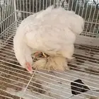 دجاج كوشن