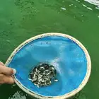 زريعة سمك بلطي بيور