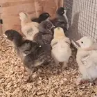 صيصان براهما (برهما)