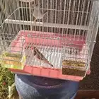 جوز زيبرا طفره