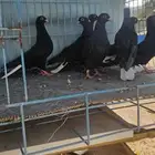 حمام قطايف مذيلات