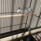 طيور حمام ماسي و كناري