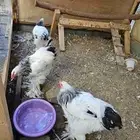 براهما كلومبي فاخر