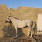 حصان واهو للبيع