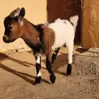 تيس قزم عمر اربع شهور