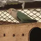 انثى روز