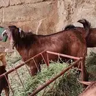 2 تيوس بلدي دهم