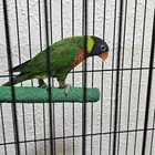 لوري سوانسون تم البيع