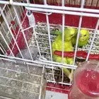 جوز بادجي مع انتاجه