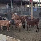 معزا جنوبيه ولد