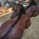 مراح في تهامة عسير من النوادر سبب البيع مزنوق في زواج العدد