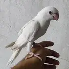 فرخ دره البينو( تم البيع )