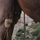 أعرض لكم ناقه لقحه مصفر طيبه