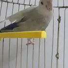 ذكر روز