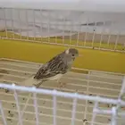 طيور كناري اقبل البدل