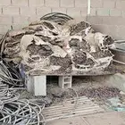 تمر علف الخيشة 7 ريال