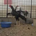 دجاج باكستاني سندي