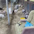 دجاج رومي