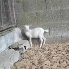 تيوس قزميه للبيع