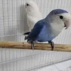 عصافير للبيع