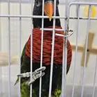 ببغاء لوري اليف جدا  متكلم