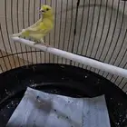 طيور كناري اقبل البدل